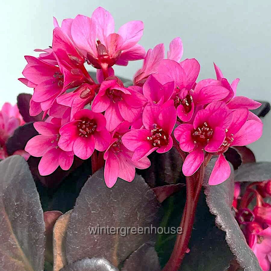 Bergenia, Early Brilliance Magenta, Pigsqueak, Container Size: 4.5″