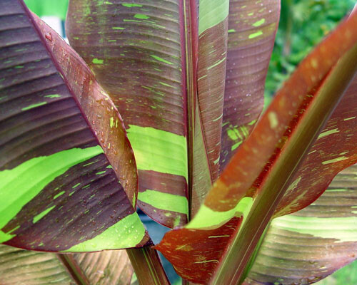~SIAM RUBY~Variegated Ornamental Banana SMALL ROOTED STARTER PLANT~VERY RARE~HTF