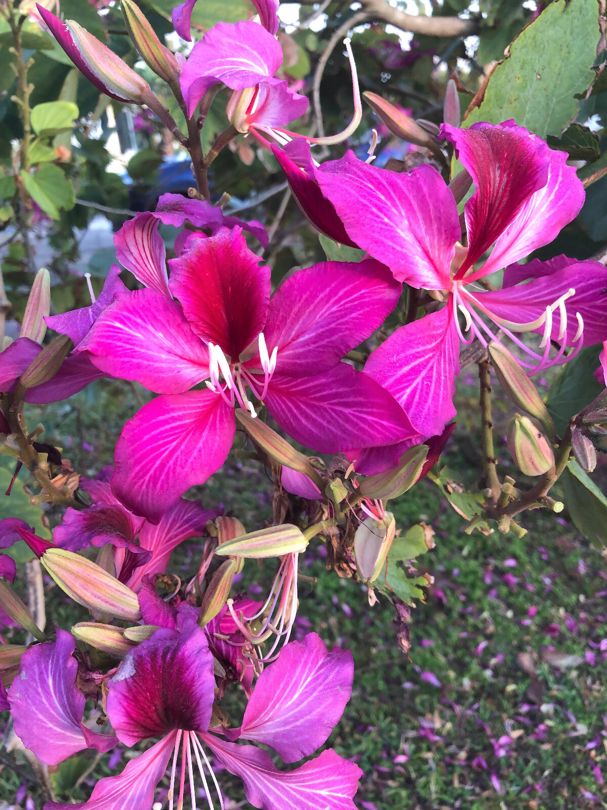 10 PURPLE ORCHID TREE Bauhinia Purpurea Camel’s Foot Butterfly Flower Tree Seeds