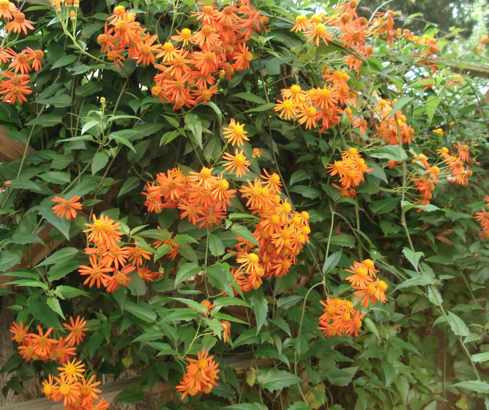 Mexican Flame Vine Live Plant – 1 Gal – Fully Rooted Fast-Growing Flowering Vine