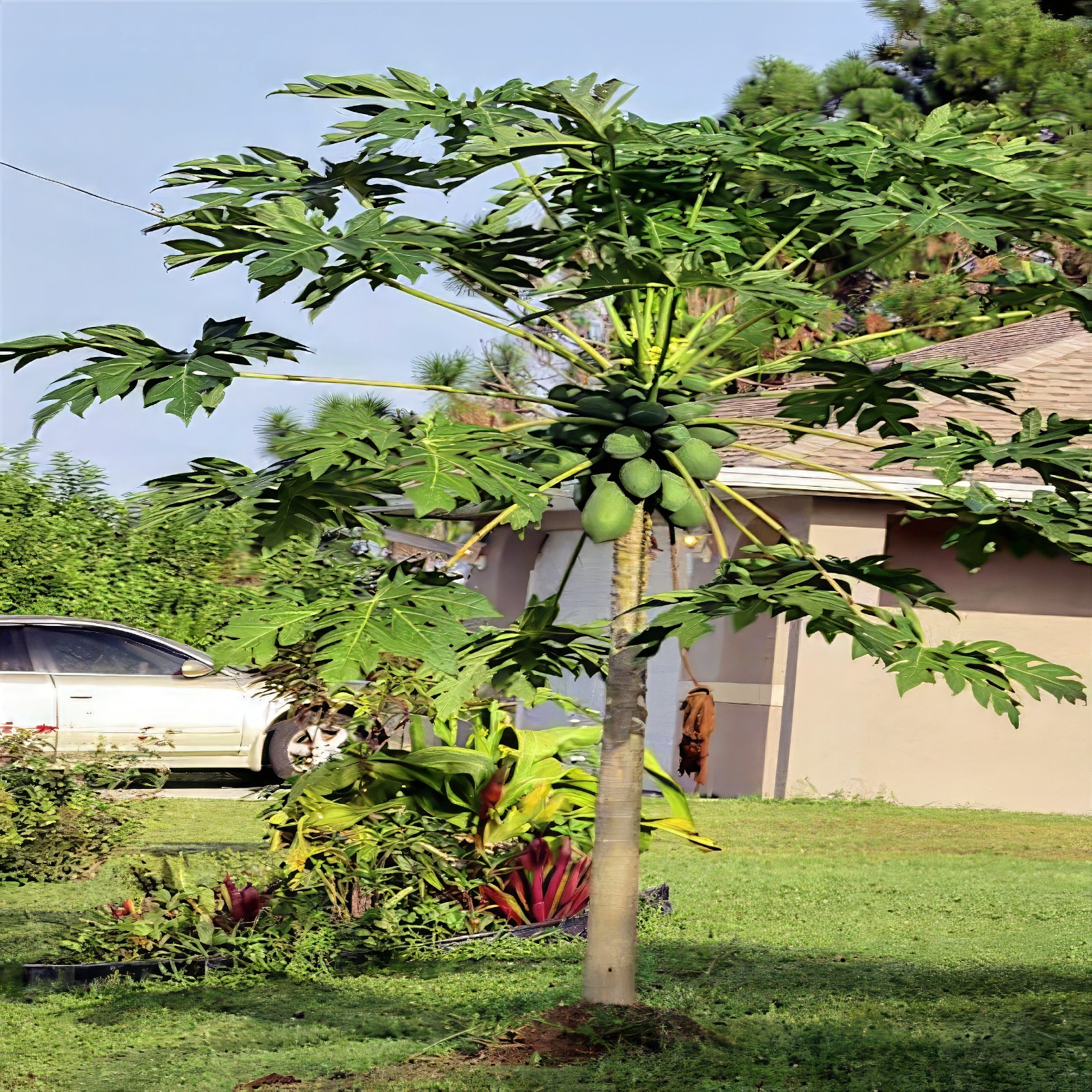 20 Dwarf Hawaiian Solo Sunrise Papaya Seeds Carica Melon Rare NON GMO Fruit Tree