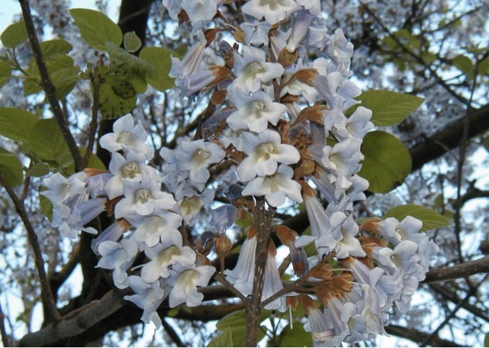 10 empress tree, ROYAL EMPRESS POULOWNIA, Seeds!