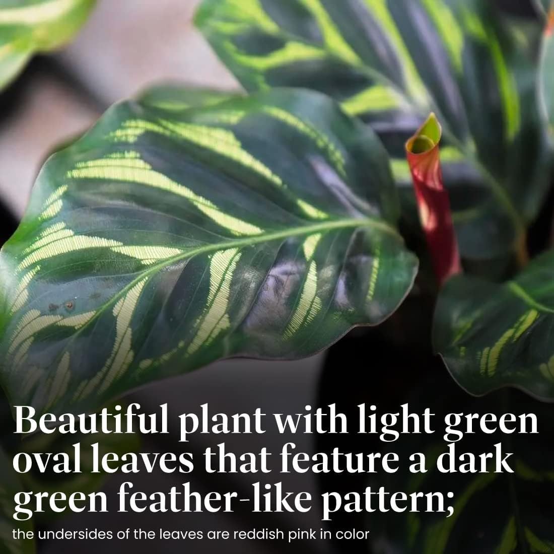 Plant Exchange Live Calathea Makoyana – 6-Inch with Pot Cover – Pet-Friendly …