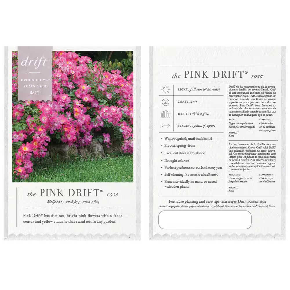 2 Gal. Pink Drift Rose Bush with Pink Flowers