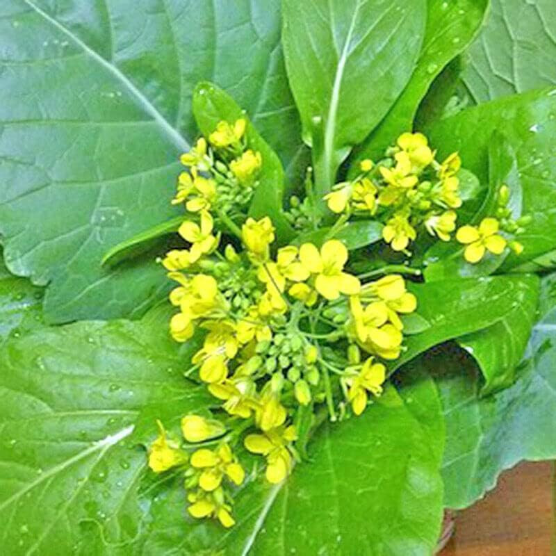 2000+ Seeds Brassica Juncea Choy Sum Mustard Yu Choy Sum Seeds, USA Chinese Broc