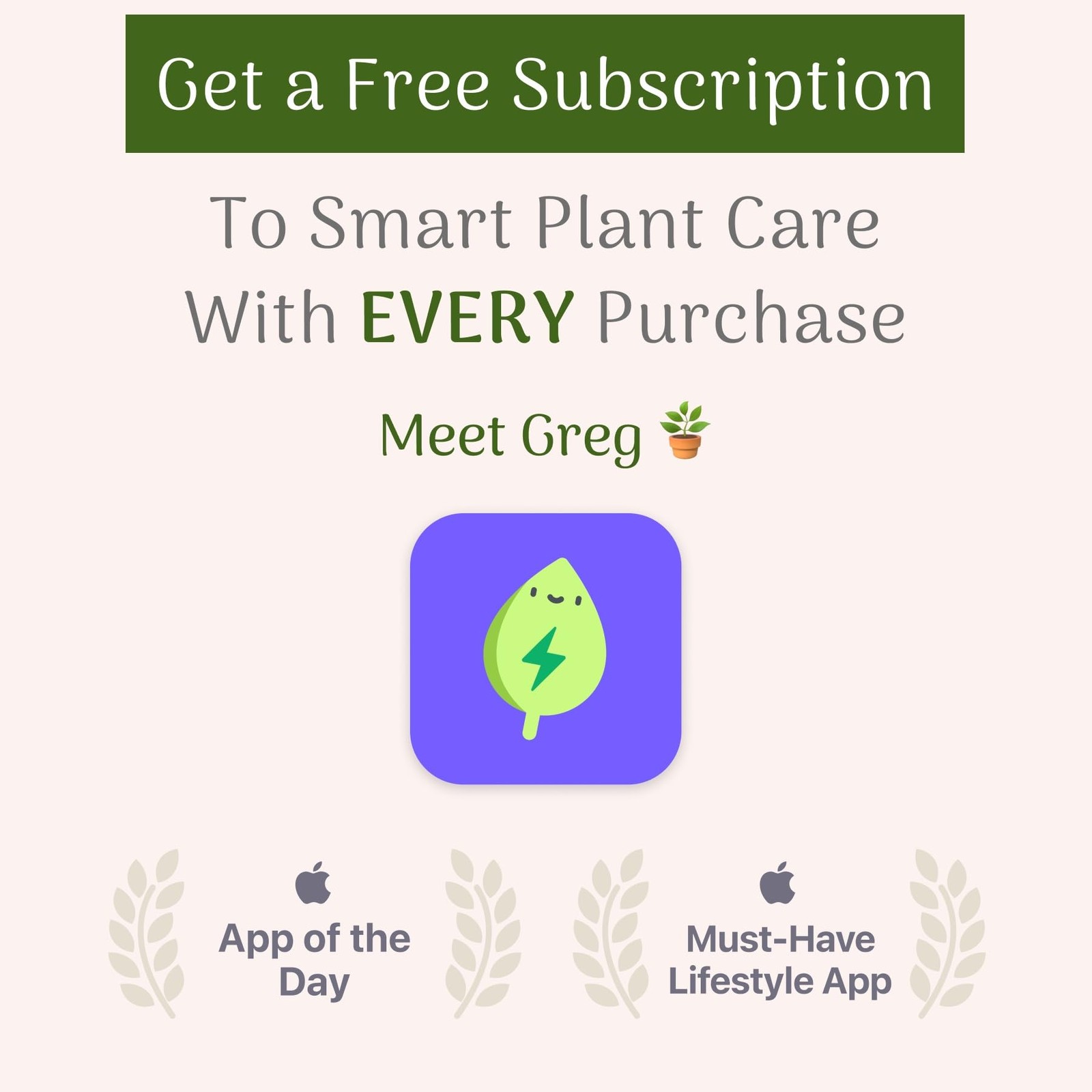 Plant Exchange Live Calathea Makoyana – 6-Inch with Pot Cover – Pet-Friendly …