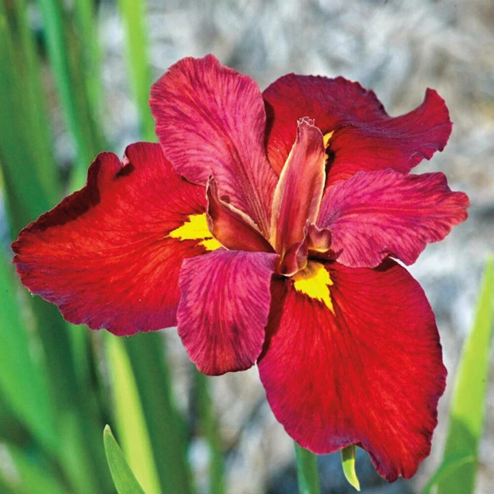 Ann Chowning Louisiana Iris Hardy Aquatic Pond/Bog Plant – Buy 2 Get 1 Free