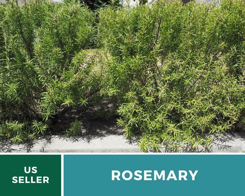 Rosemary – 50 Seeds – Medicinal & Culinary Herb – GMO Free