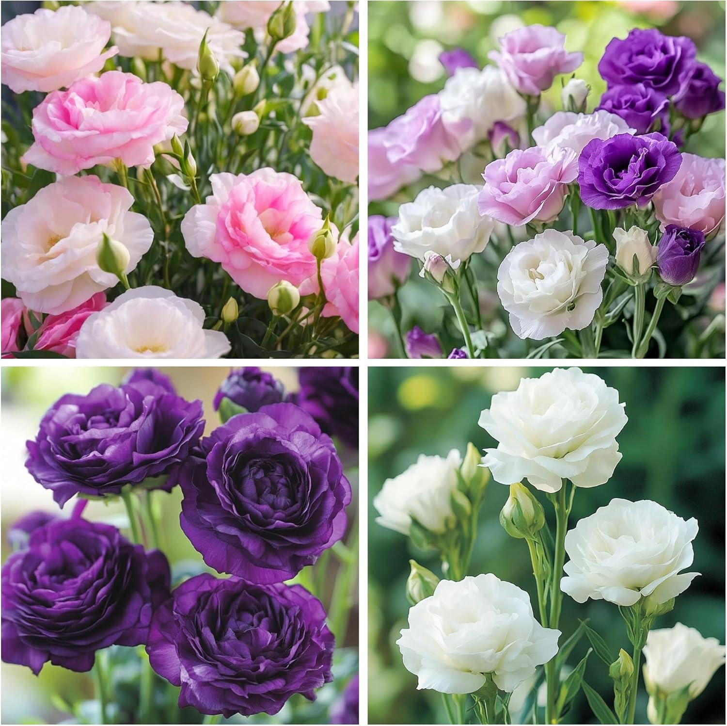300 Mixed Lisianthus Flower Seeds – Perennial Eustoma Garden Cut Flower Plant