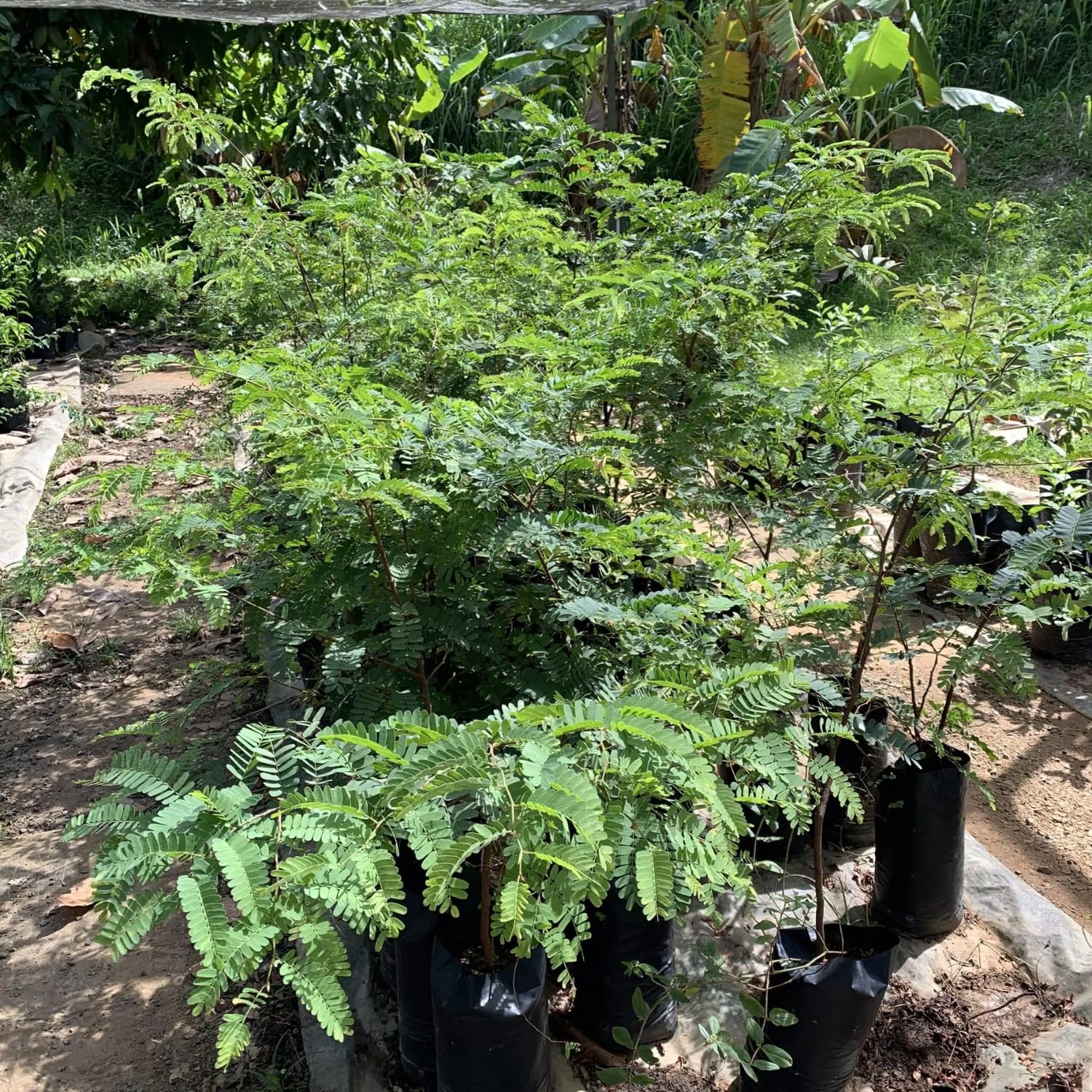White Guava Tree Live Plant, 6-8 Inches Tall in 4 Inch Pot