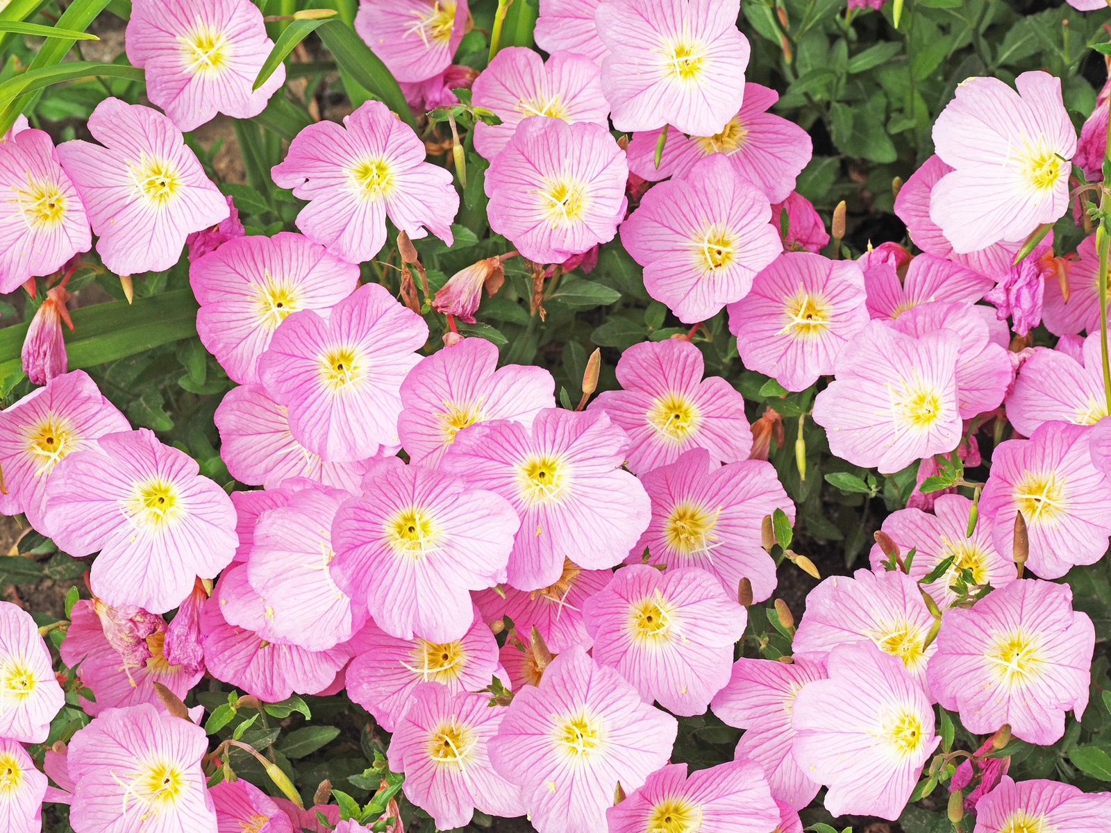 1000 Showy PINK EVENING PRIMROSE Pink Ladies Oenothera Speciosa Flower Seeds