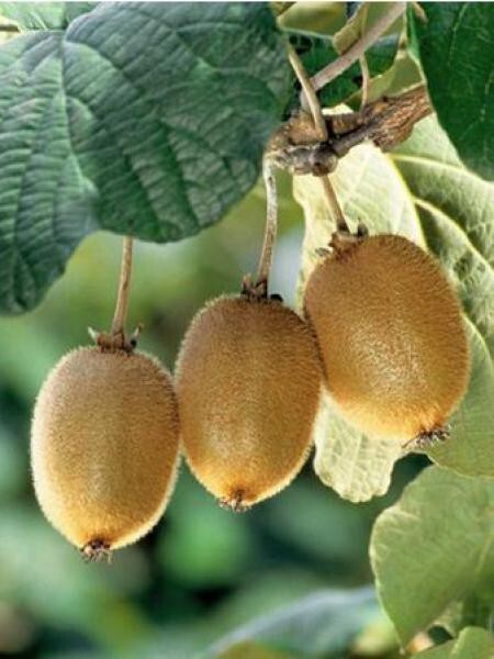 Kiwi Fruit Chinese Gooseberry 120 – 5000 Seeds Actinidia chinensis Green Vine