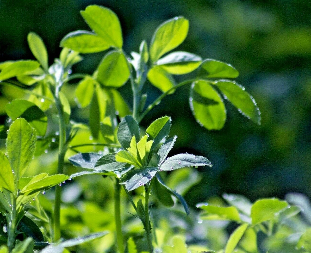 1500+ ALFALFA SEEDS — MICROGREENS — COVER CROP — HERB — HEIRLOOM —- FRESH