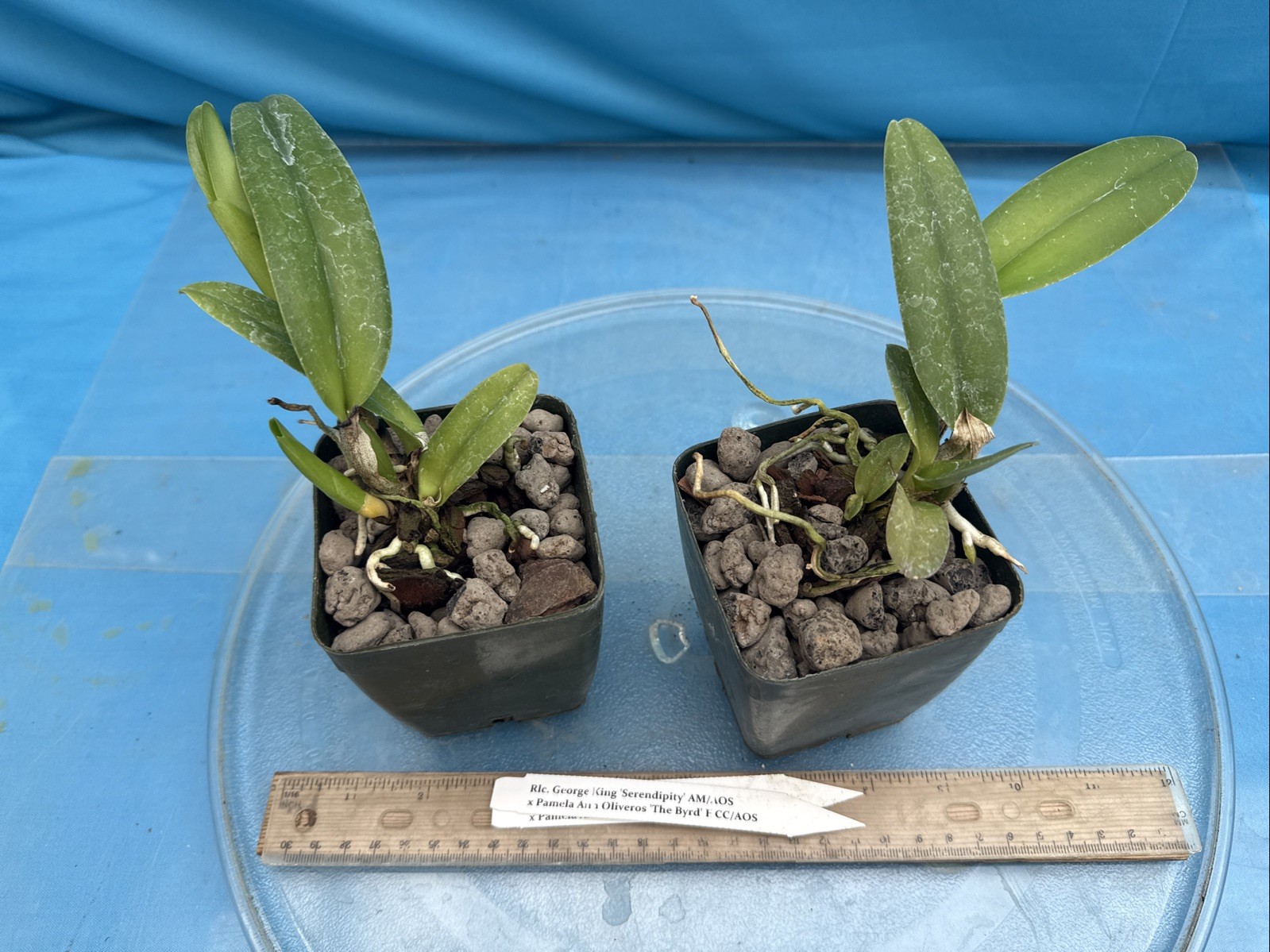 Rlc George King Serendipity X Pamela Ann Oliveros Byrd Orchid Eros Hybrid 4” Pot