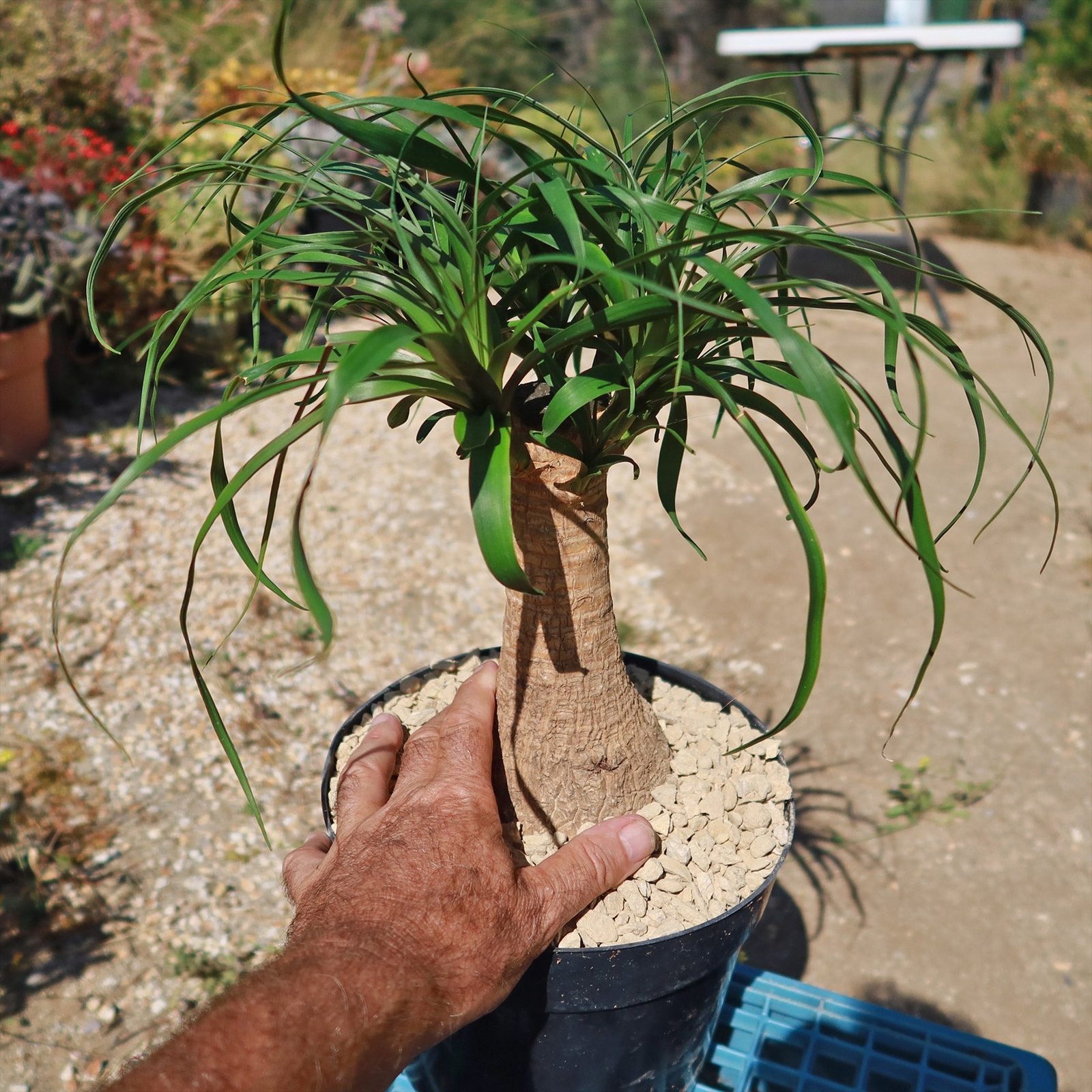 Ponytail palm ‘Beaucarnea recurvata’ cactus Cacti Succulent real live plant