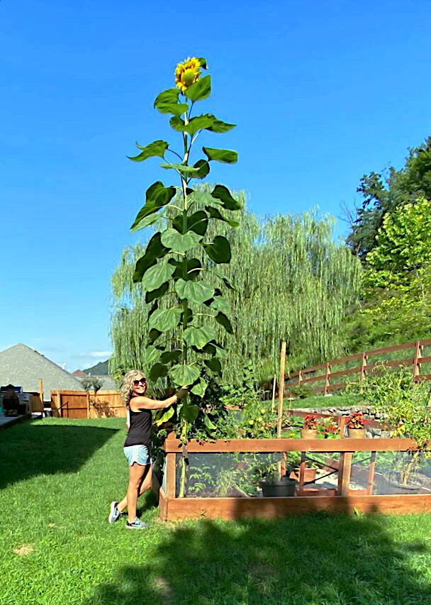 GIANT MAMMOTH RUSSIAN “GREY STRIPE” SUNFLOWER SEEDS Heirloom Hardy 10″ FLOWERS