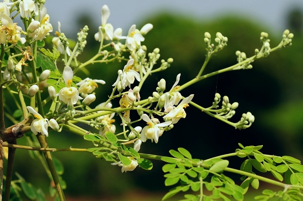 Moringa oleifera PKM1 DWARF HORSERADISH TREE Seeds!