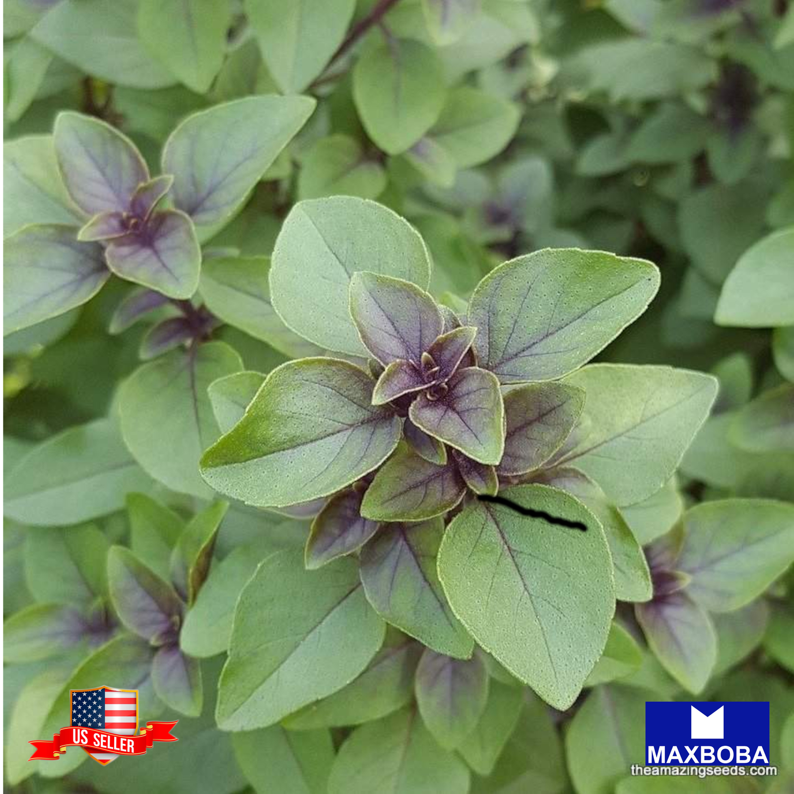 Fresh!!Red Leaf Holy Herb Seeds Basil – Non-GMO Heirloom Garden