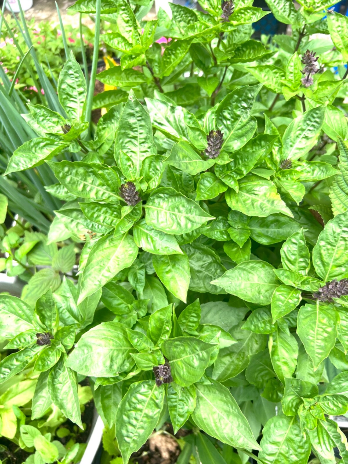 Rau Ram/ Dragon Bean- Okra/ Vietnamese basil/Sung thao-Japanese/Chine artichoke