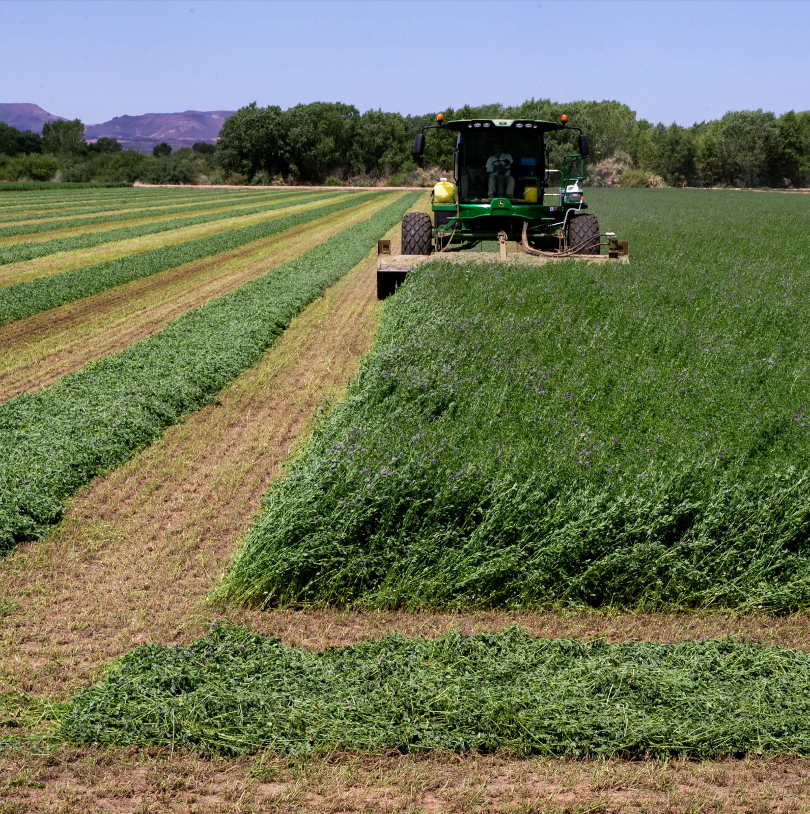 Alfalfa Seeds for Hay Production Southern Warm Climate Zone (coated) USA Seller