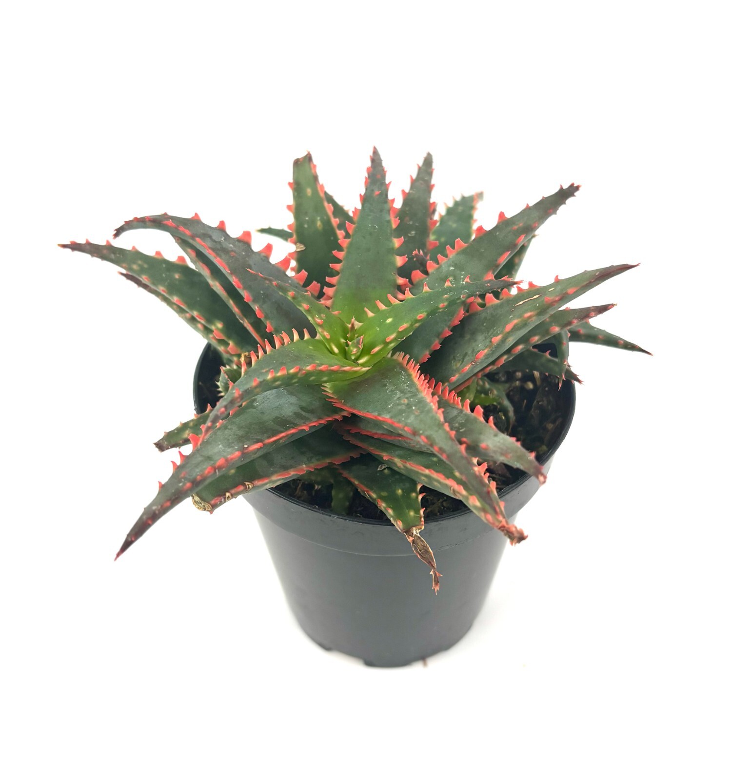 Aloe Christmas Sleigh Cluster, 3.5″ Pot