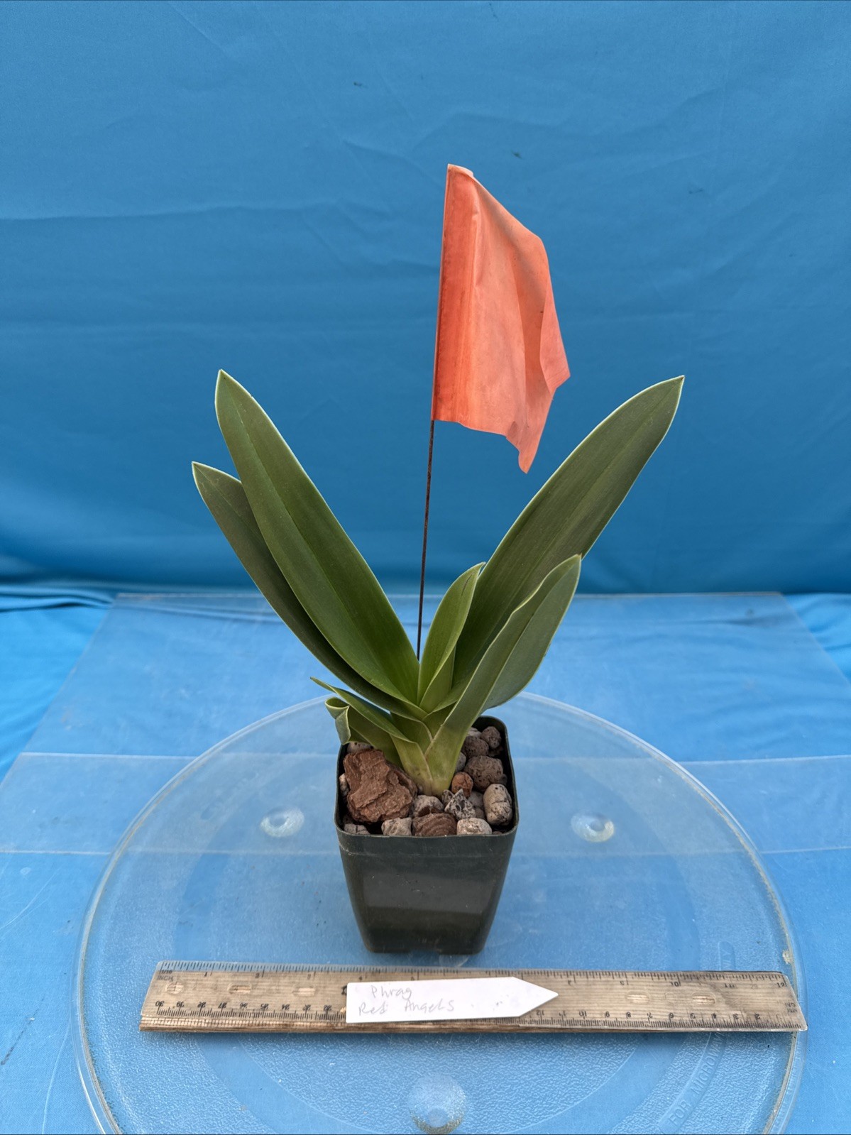Phragmipedium Red Angels Yellow Orange Orchid Hybrid Fresh Import 4” RePot