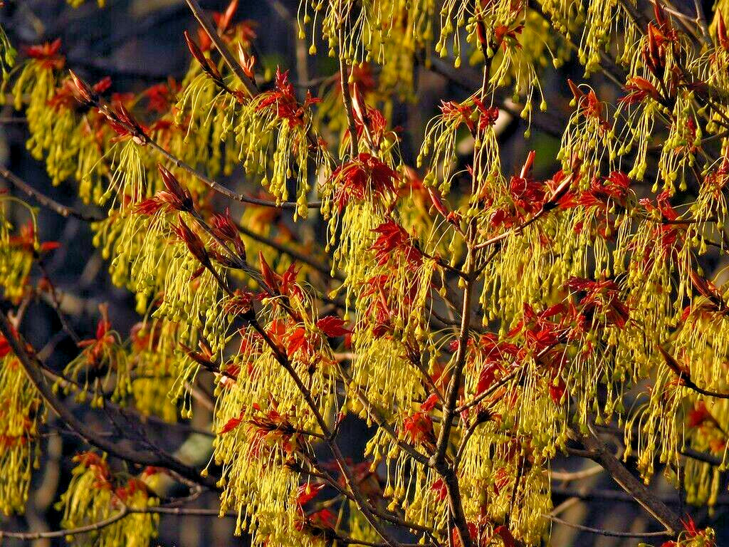 Southern Sugar Maple Tree | Premium Seeds | Acer saccharum ‘Summer’ | Plants’®