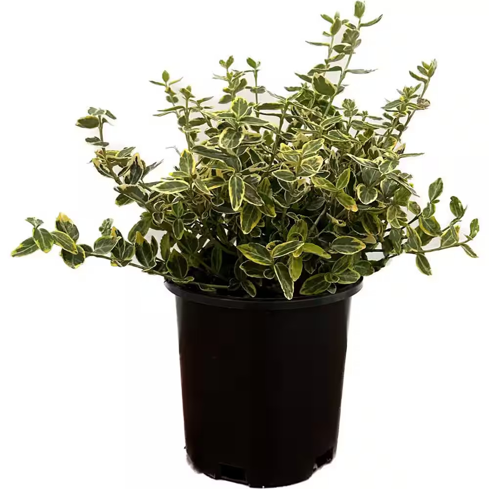 2.5 Qt. – Emerald and Gold Euonymus Live Shrub with Green and Yellow Folliage