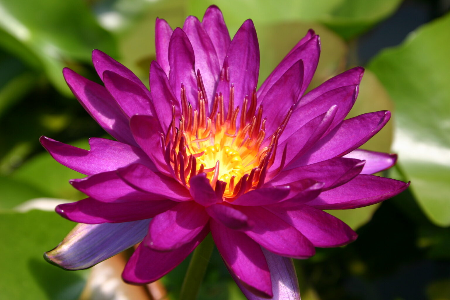 Live Purple Fantasy Purple Flower Winter Hardy Waterlily Aquatic Pond Plant