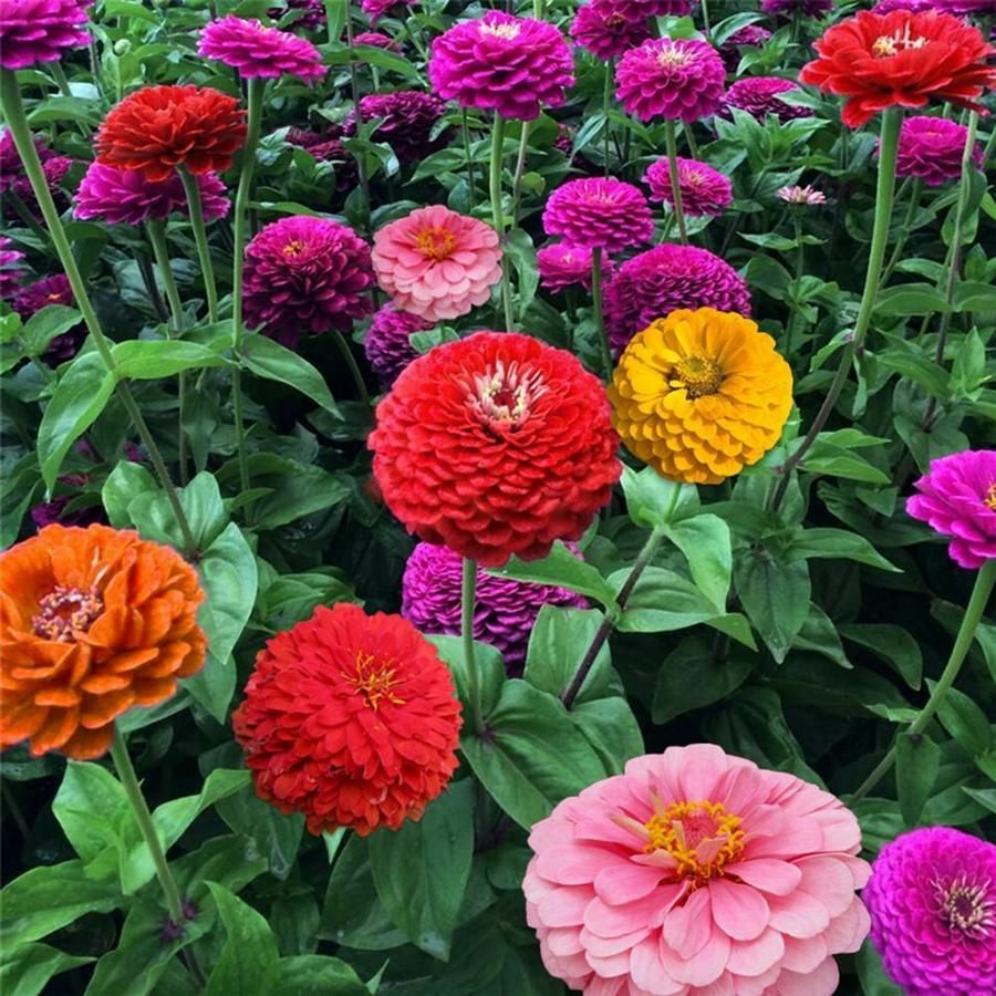 Zinnia California Giant Mix Seeds 100+ Flower COLORFUL BLOOMS USA FREE SHIPPING