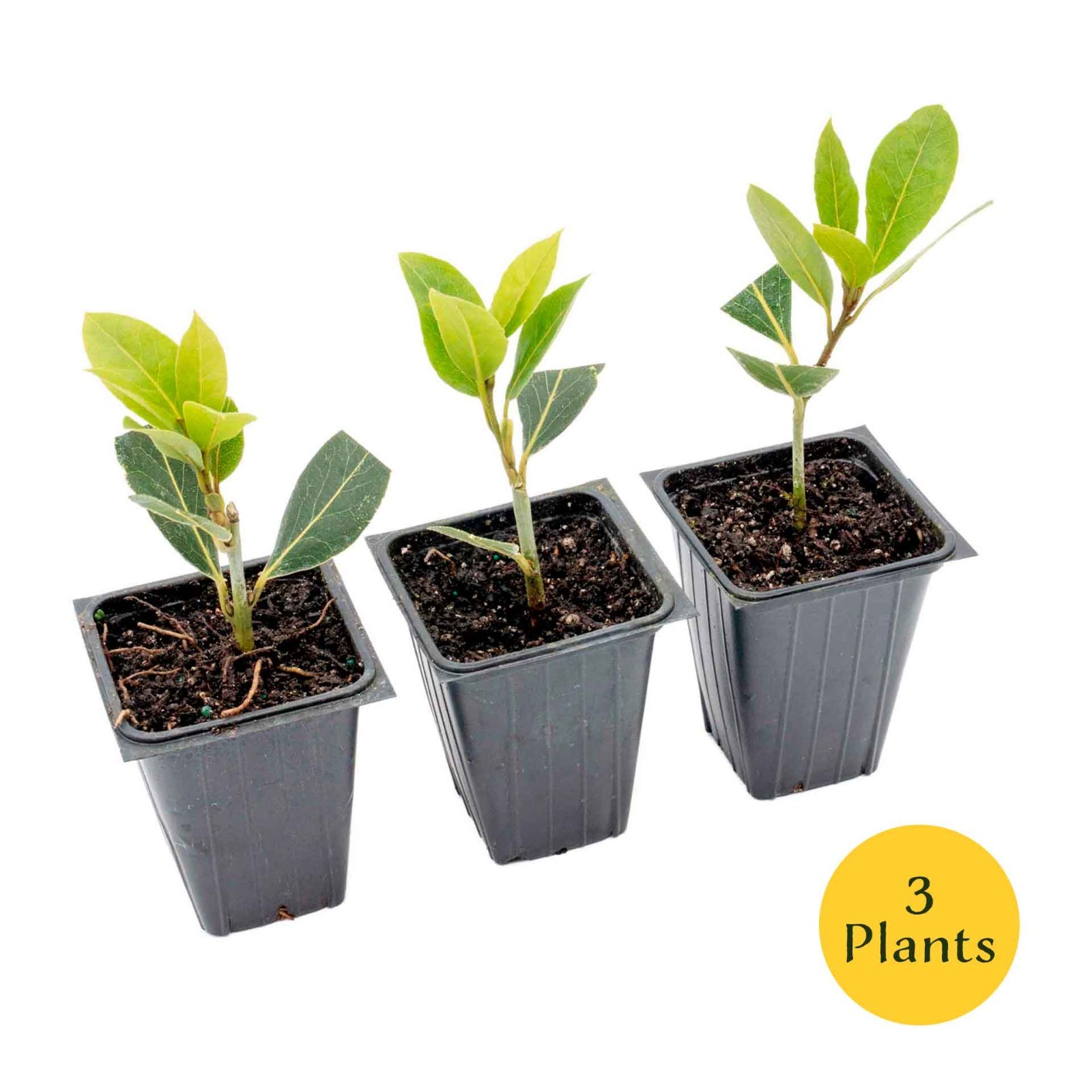 Bay Laurel (Laurus Nobilis) in 3.5″ Nursery Cubes, Live Aromatic Culinary Herb