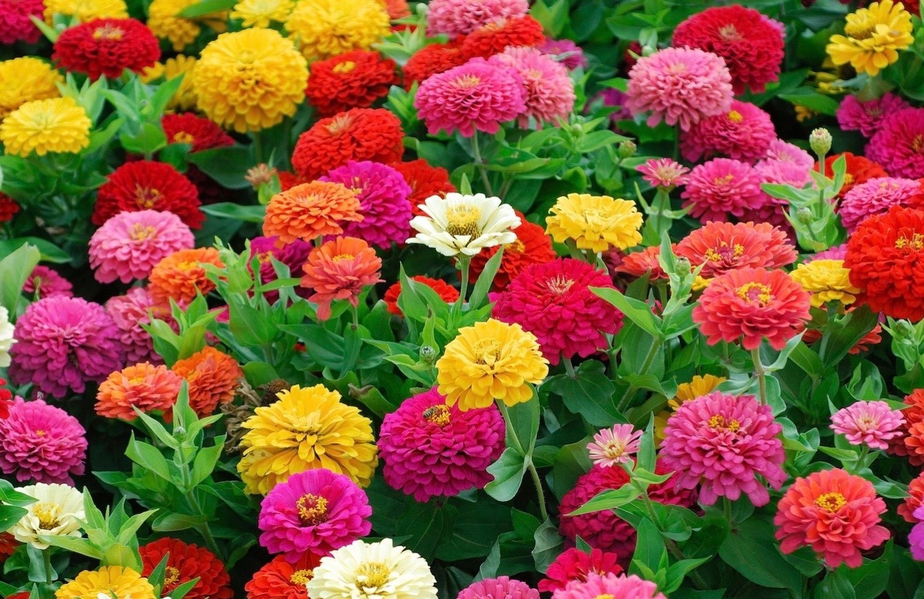 100 Fresh Zinnia Seeds, Lilliput Mix, Compact Semi-Dwarf – Double Pom Pom Blooms