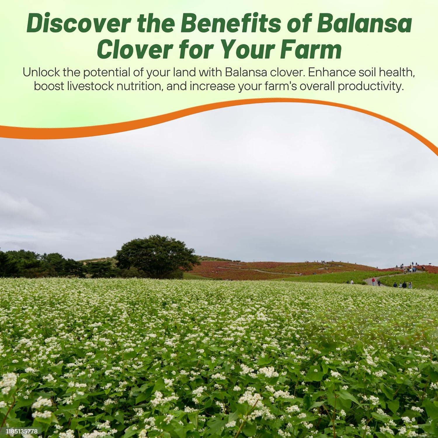 10 LBS – Inoculated FIXatioN Balansa Clover: Bio-Massive Drought Tolerant