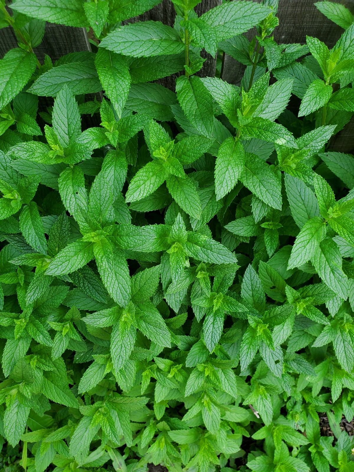 Mojito mint live plant roots