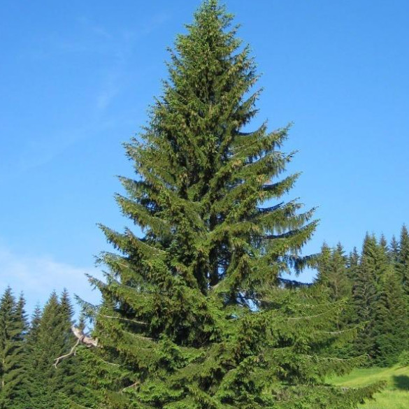 Norway Spruce Plant – 3-6″ Tall – Evergreen Conifer Tree for Landscaping, Windbr