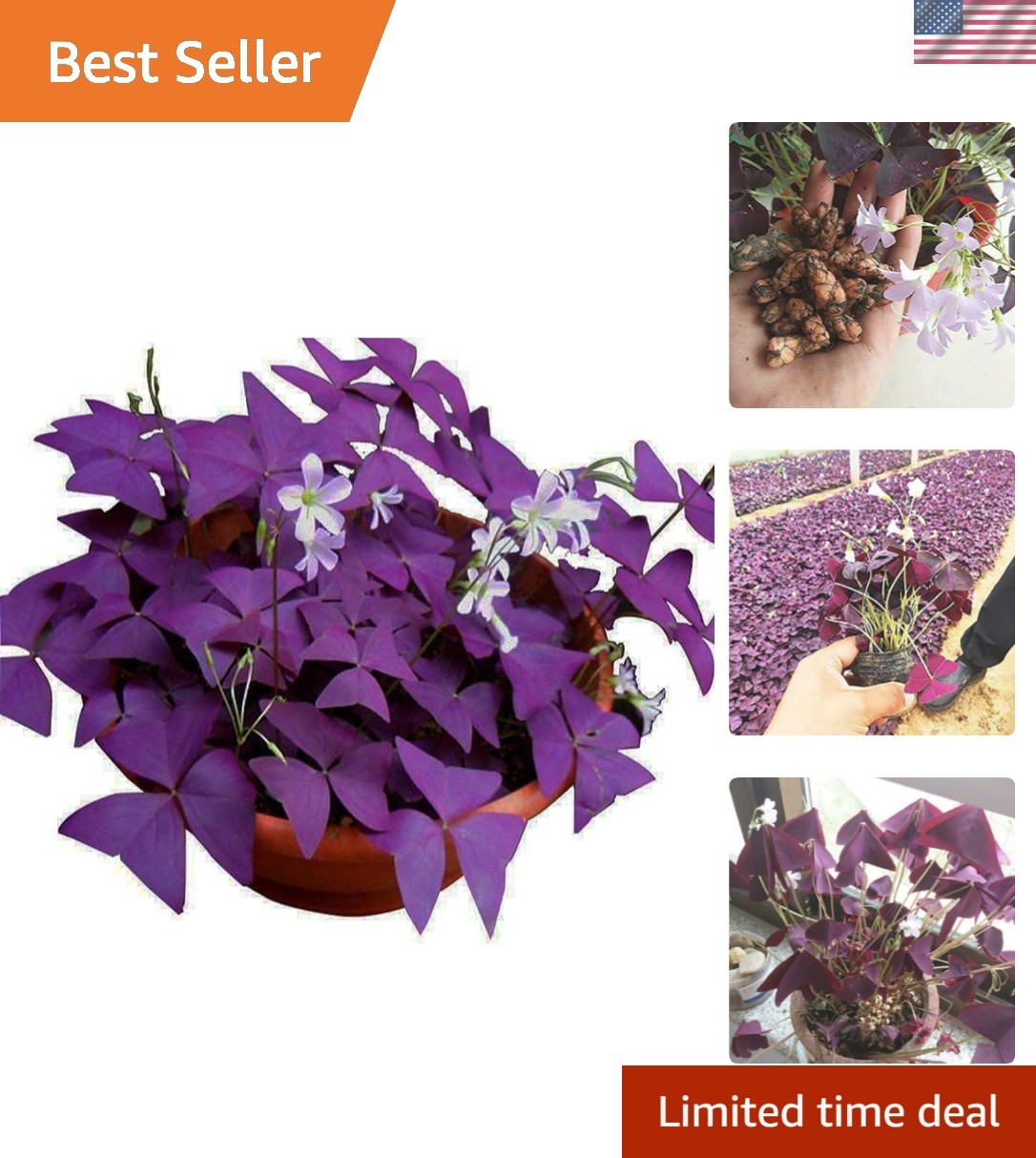 10 Count Oxalis Triangularis Bulbs – Elegant Purple Flowers for All Seasons