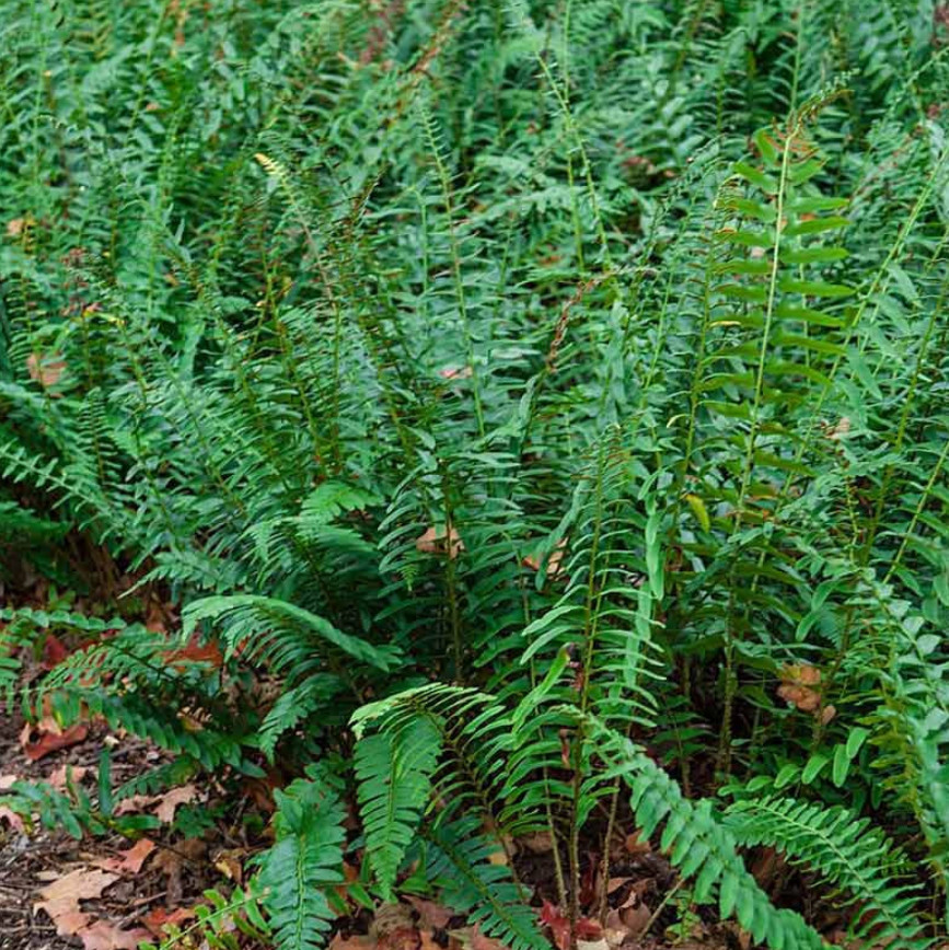 5 Christmas Fern Rhizomes/Roots – Fresh Bare Root Plants – No Ship to AK, HI, PR