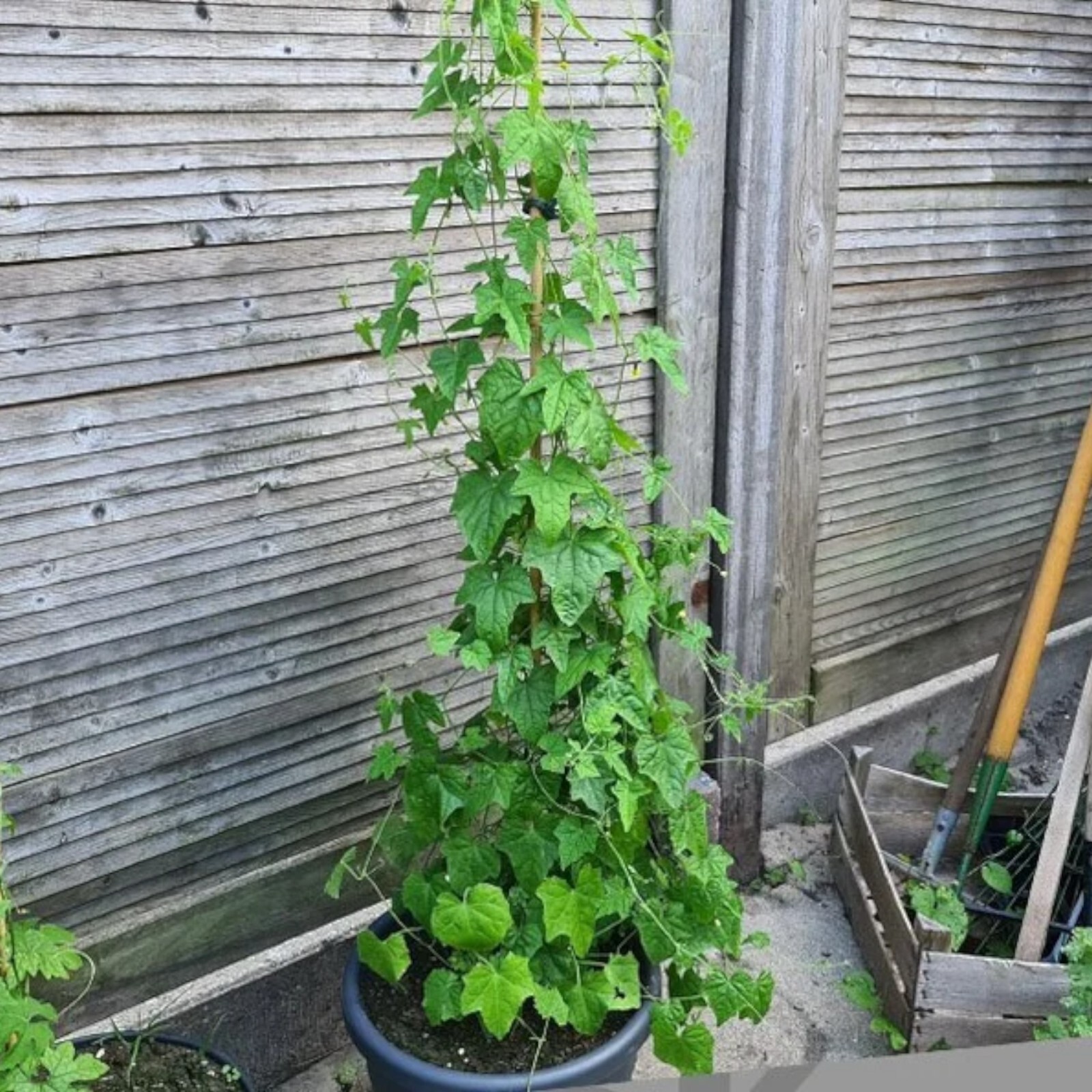 Explore Exotic Flavors with 100pcs Cucamelon Seeds – Mexican Sour Gherkin