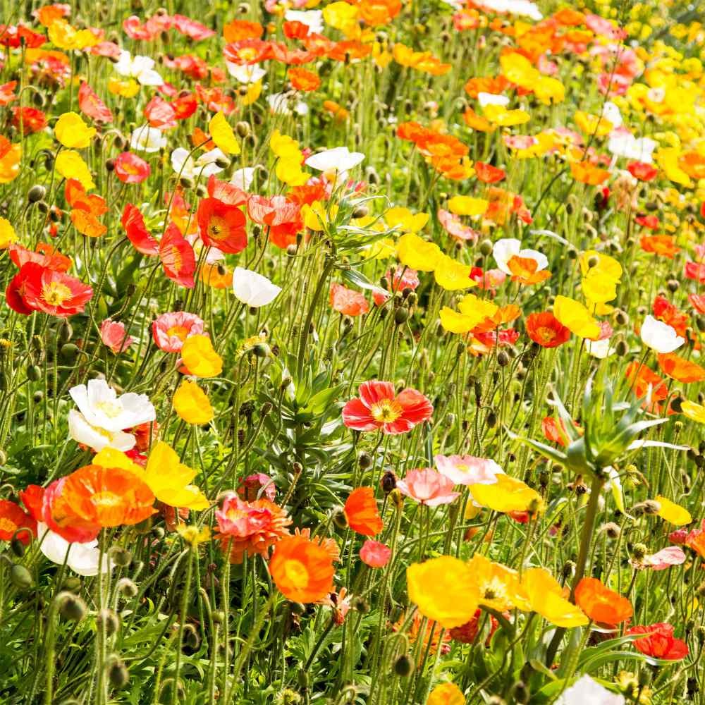 10000 Seeds Poppy Seeds – Alpine Poppy Flower Seed
