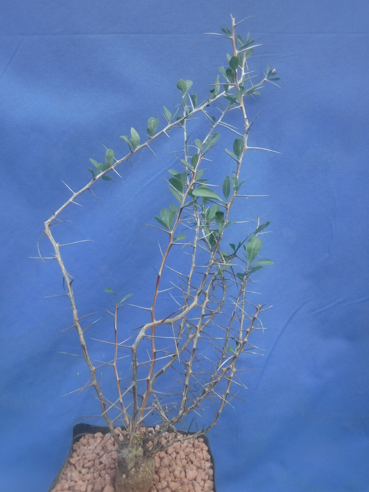 Boojum Tree Fouquieria columnaris 14″ Tall 2.5″ Tall 1.25″ Wd Caudex In Leaf! B3
