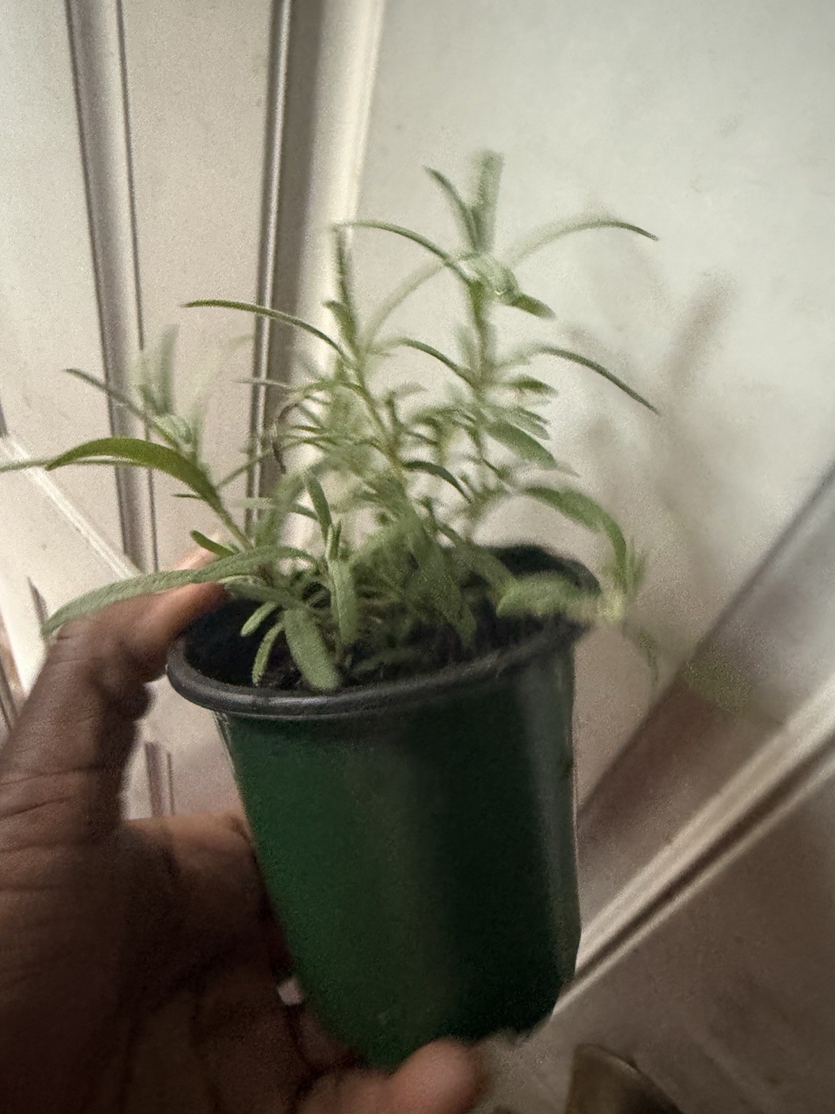 rosemary Plant