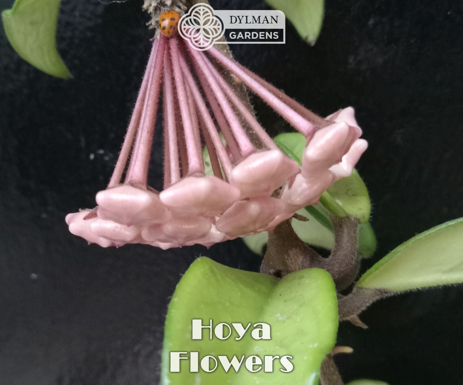Hoya (Hoya carnosa) – Wax Plant – Porcelainflower – Live Plant – Multiple Sizes