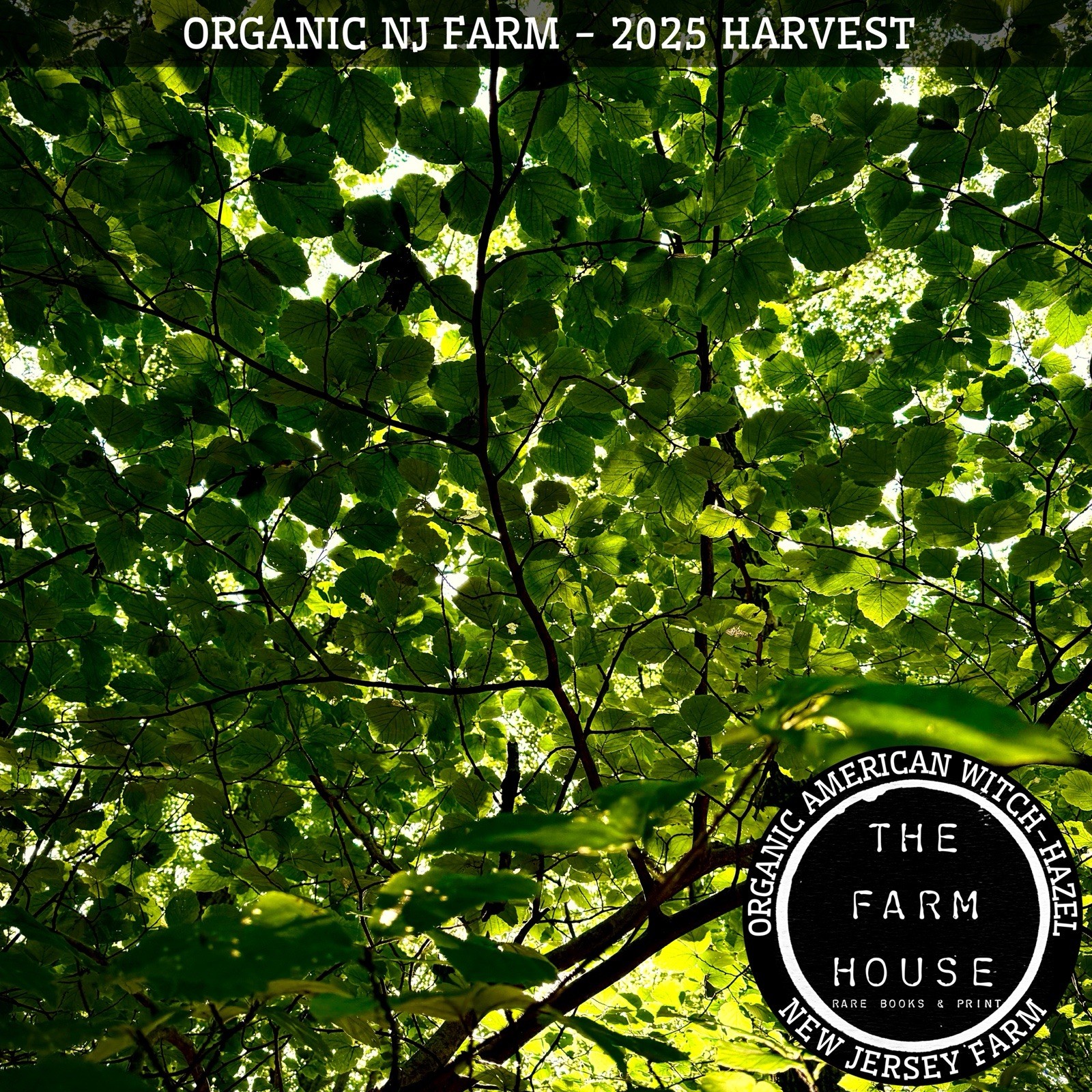 1 POUND FRESH TWIGS – AMERICAN WITCH-HAZEL (Hamamelis virginiana) ORGANIC