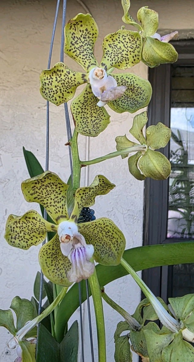 Vanda Ben Fragrance(Mem.Thianchai x Mimi Palmer)Extremely Fragrant in Bloom