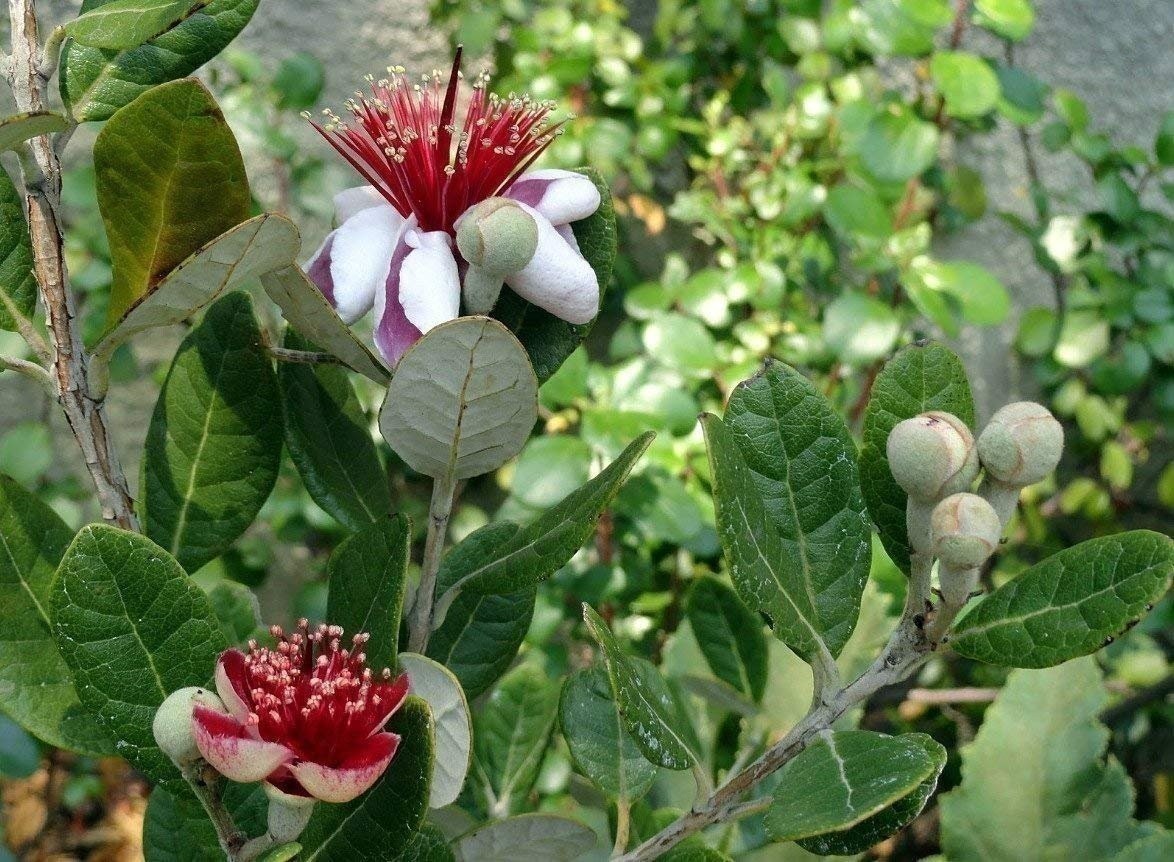 Pineapple Guava Plant – Live 4 Inch Plants – Feijoa Sellowiana – Edible…