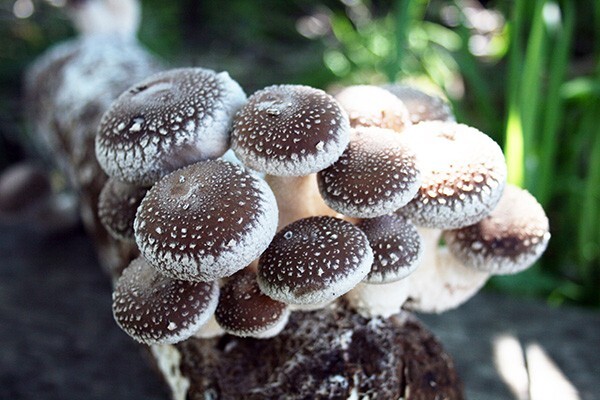 Root Mushroom Farm/Shiitake Mushroom Grow Kit/ Harvest in 10 Days