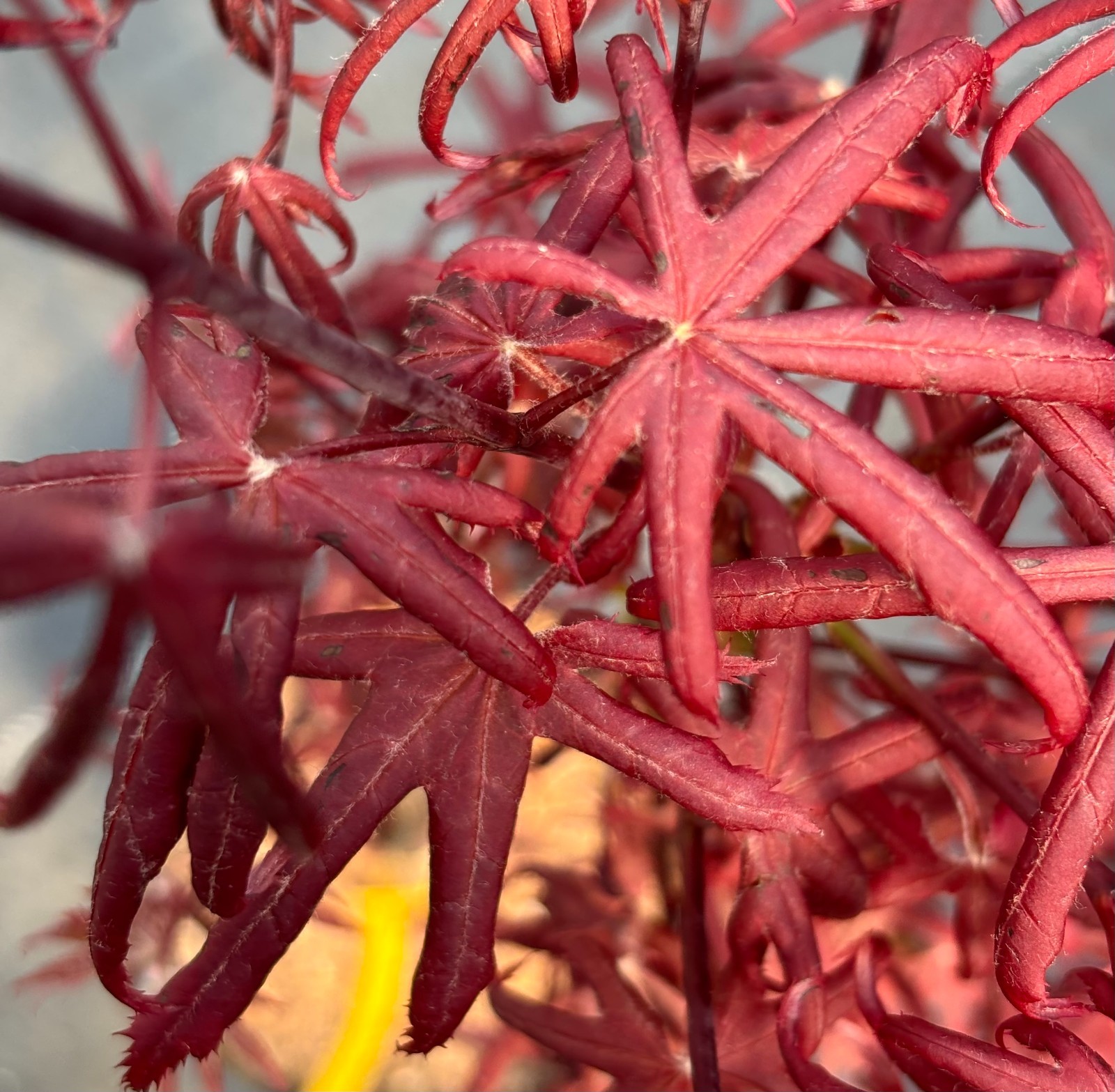 Acer palmatum ‘Peve Starfish’ (Peve Starfish Japanese Maple)