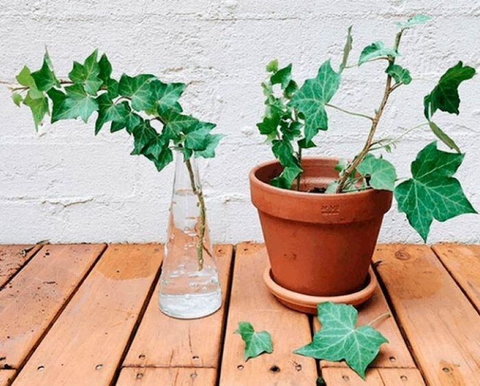 10 Live English Ivy cuttings w/roots ready to plant 6-10’´