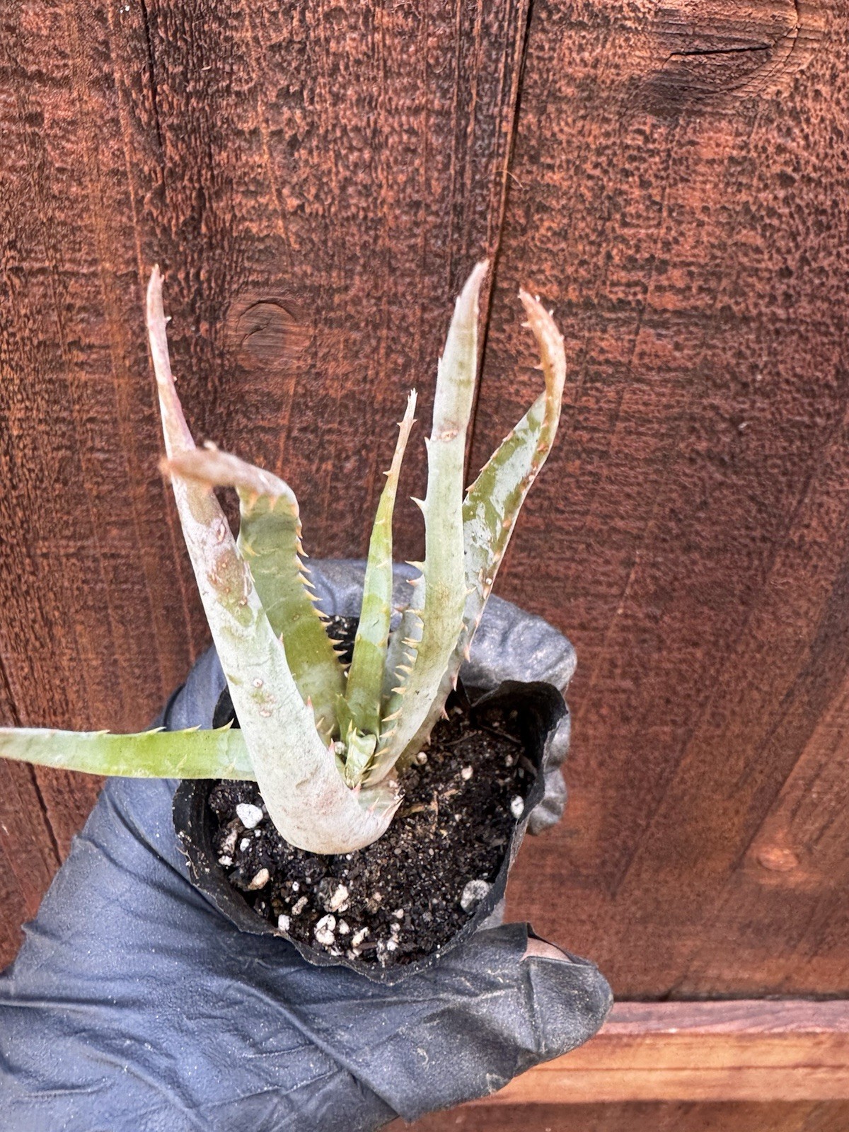 Aloe Vera Succulent Plant Rooted Live Plant-ORGANIC