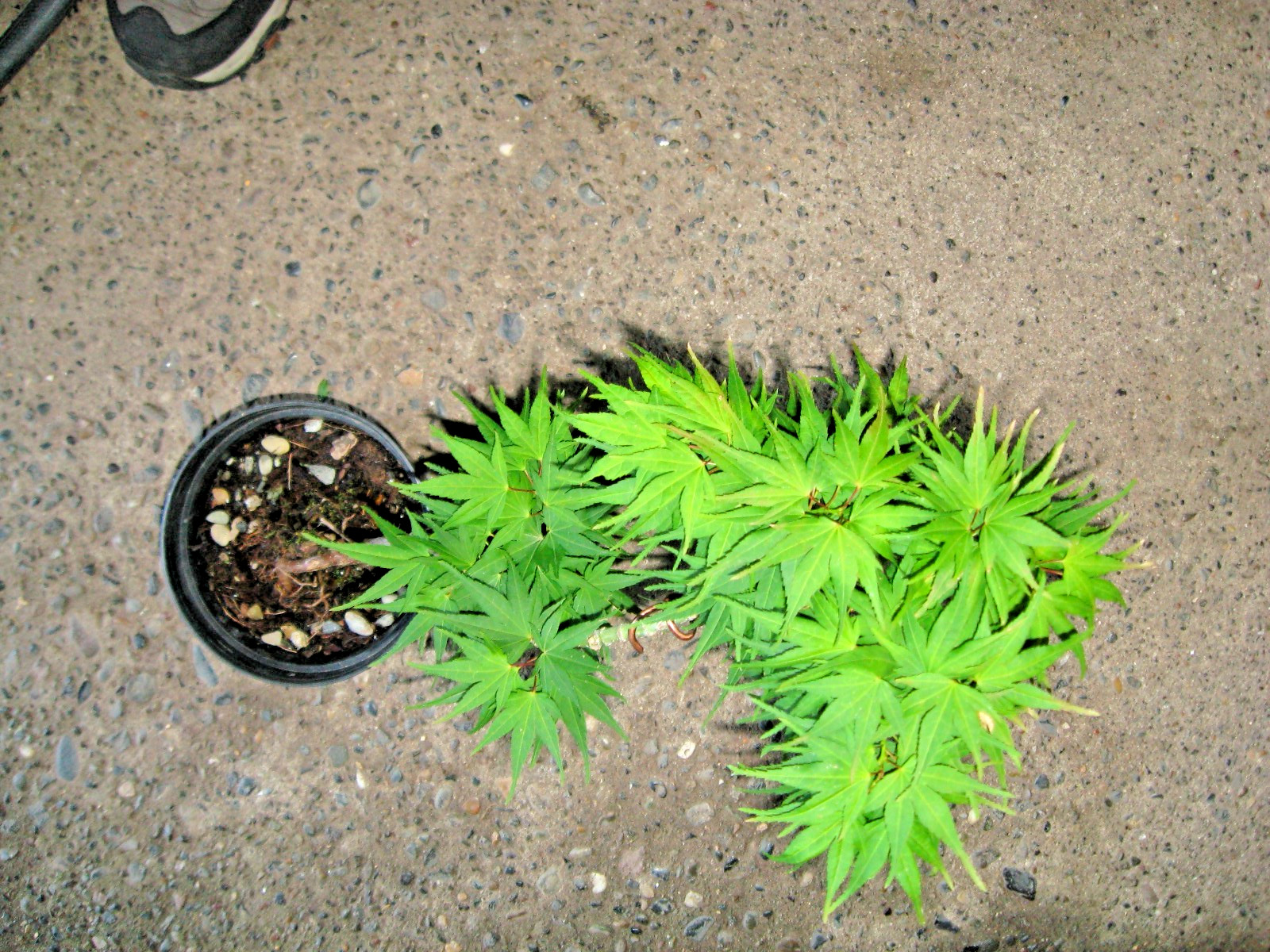 BONSAI GRAFTED JANANESE MAPLE YATSUBUSA